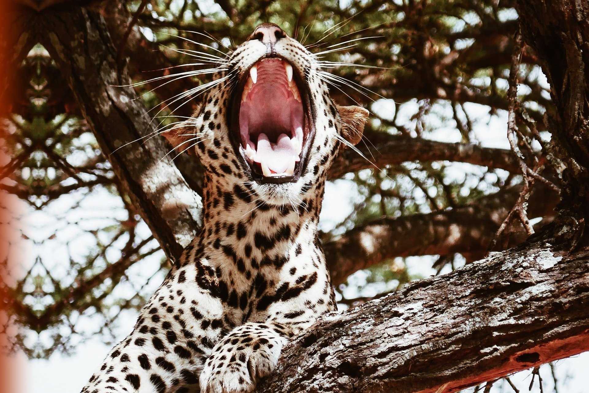 Image depicting human and wildlife conflict in Africa