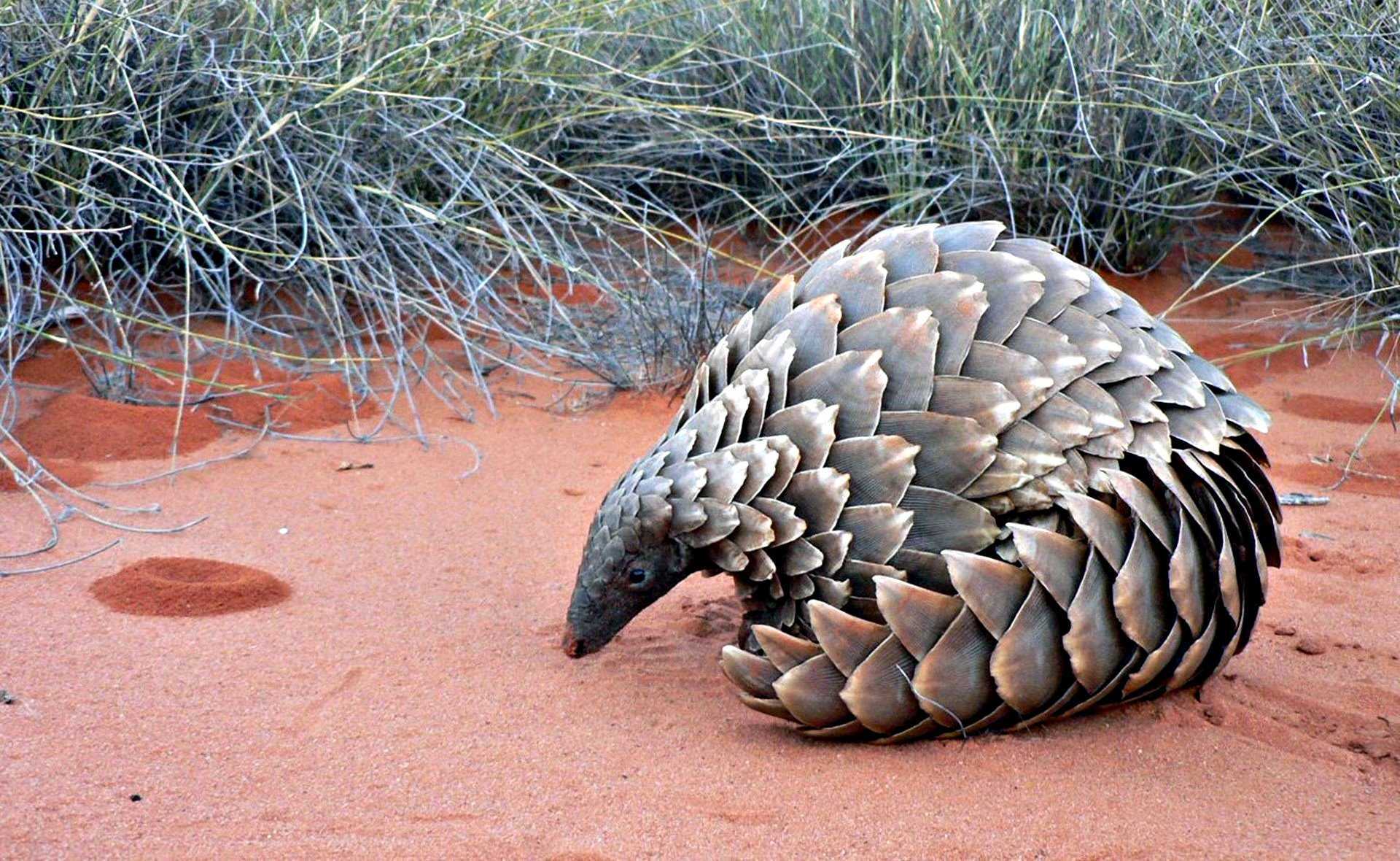 Image of the worlds most illegal trafficked animal, the pangolin