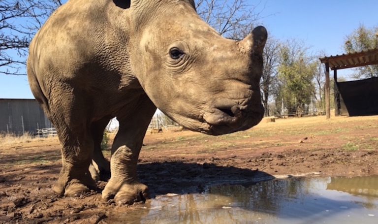 Tech solutions for rhino trade