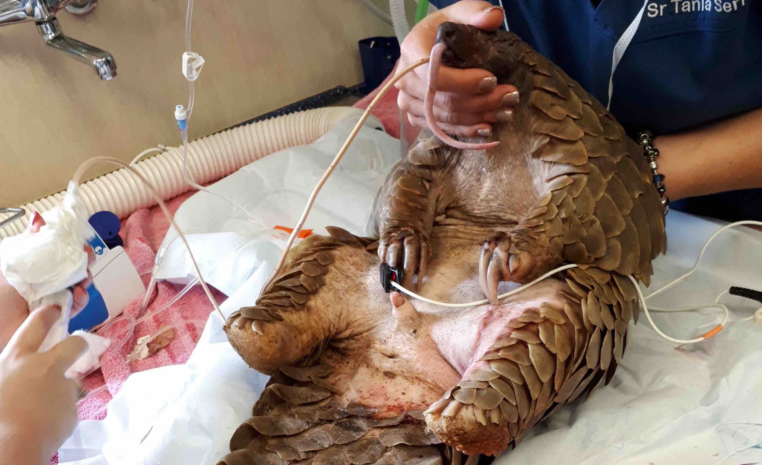 Pioneering ways to save pangolins