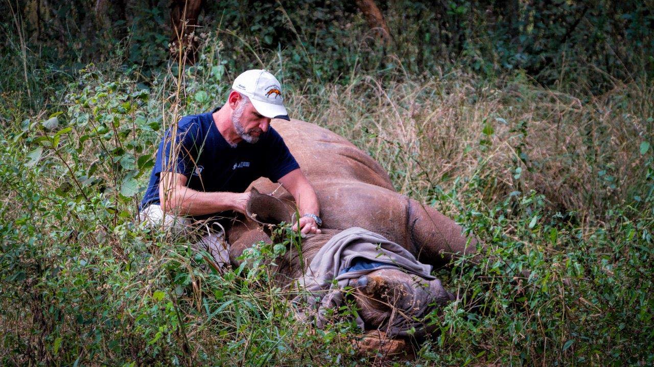Professor Leith Meyer: ‘We have to do these tests now while we still have many rhinos because if they do get to the stage where they become critically endangered, we may have a very serious problem.’ Photo © workingwithrhinos.org