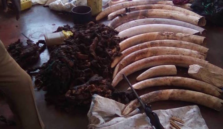 13 elephant tusks, a hunting rifle and dried elephant meat abandoned by Zambian poachers in Zimbabwe’s Hwange National Park on August 11 2018
