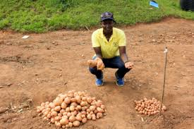 New potato variety could be a game-changer for East African farmers