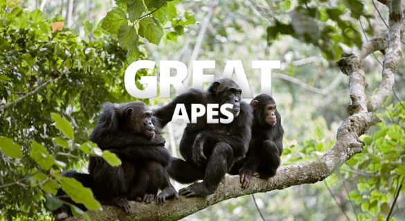 Climate crisis - Africa’s great apes could become extinct
