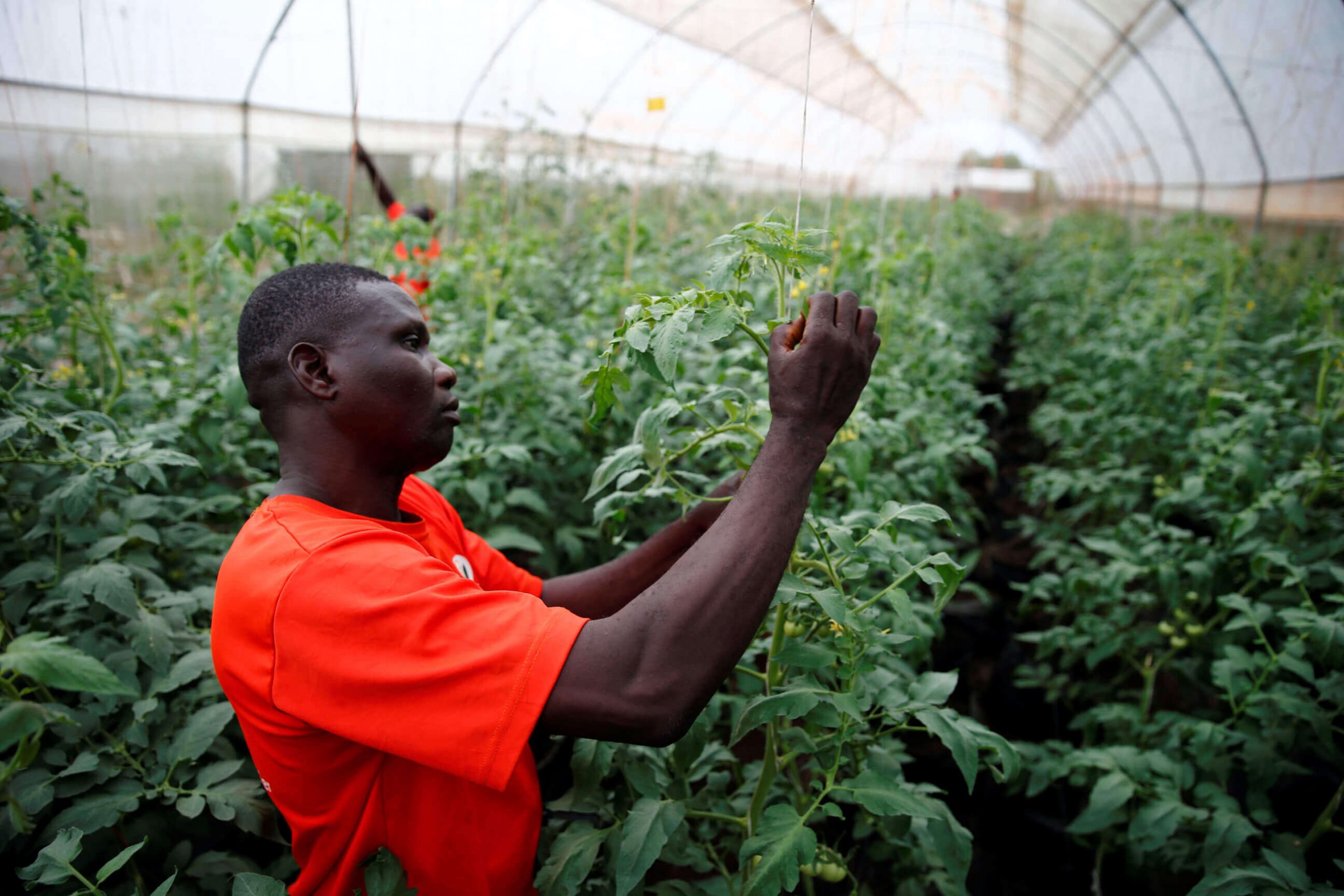 Innovation grows agri productivity and incomes in western Africa