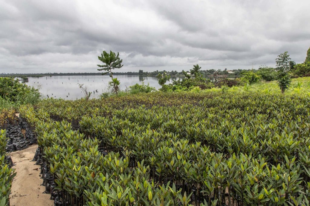Martha Agbani’s mangrove nursery in Bodo. Her two nurseries are home to about 250,000 plants that will soon be transplanted in their natural habitat.Credit...Yagazie Emezi for The New York Times