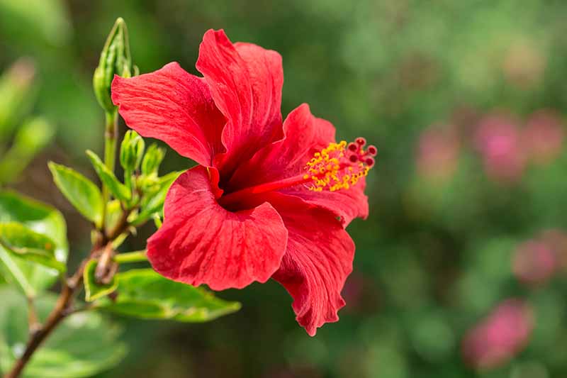 Hibiscus’s natural products bring female relief