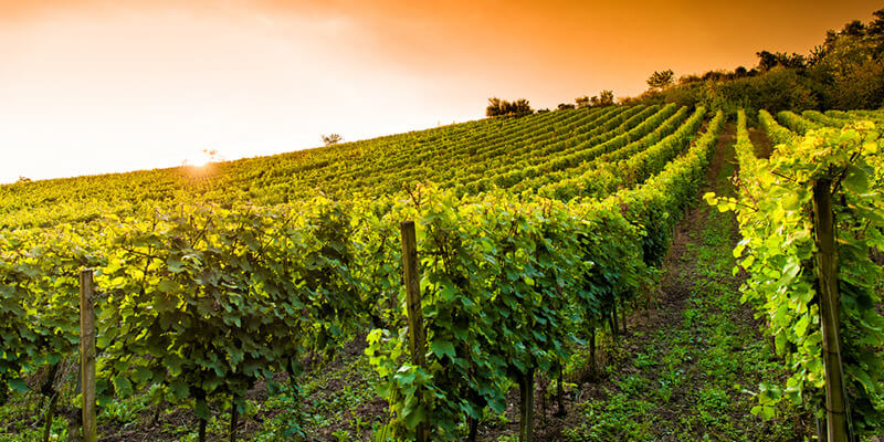 Partnership aimed at promoting black emerging winemakers