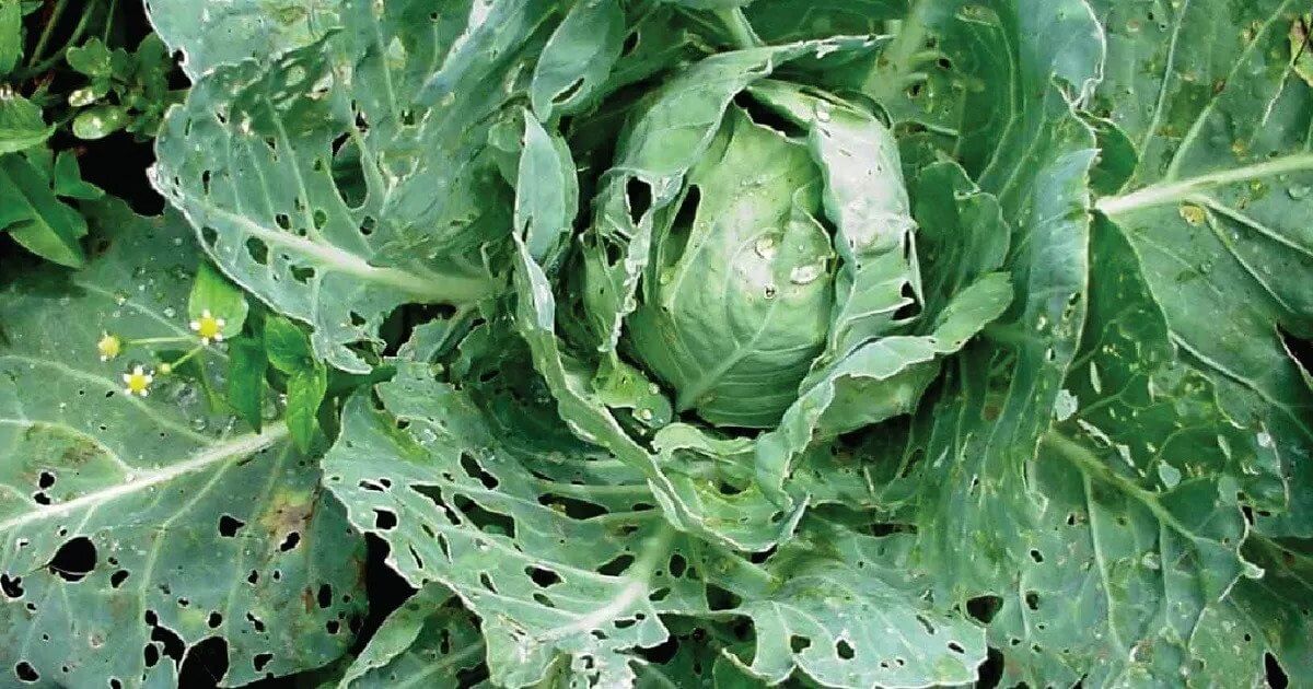 Lending a hand in finding cure for cabbage pest