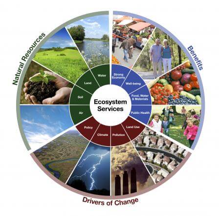 Biodiversity and ecosystem