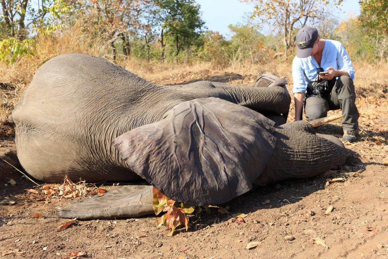 Elephants: ambassadors in the quest to save Africa’s ancient wildlife corridors