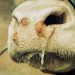 Norther cape alert on foot and mouth disease.