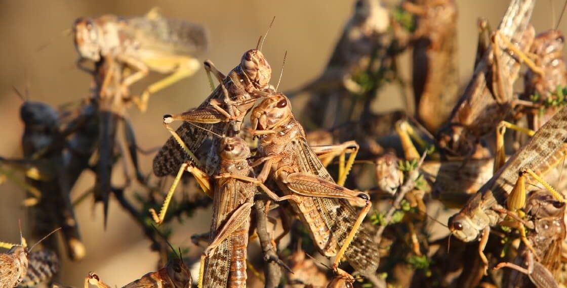 Aerial support to combat locust outbreak in the Northern Cape