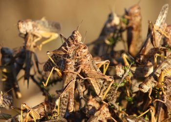 Aerial support to combat locust outbreak in the Northern Cape