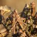 Aerial support to combat locust outbreak in the Northern Cape