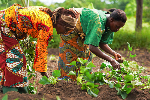Capacity development of mothers in growing orange-fleshed sweet potato in the Eastern Cape