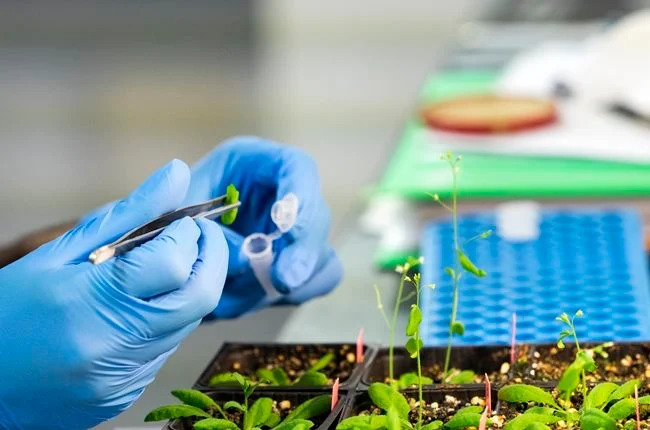 Natural COVID meds trial approved