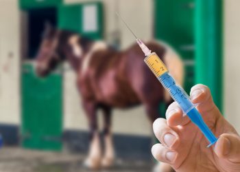 Farmers and horse owners are urged to vaccinate their horses for AHS