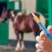 Farmers and horse owners are urged to vaccinate their horses for AHS