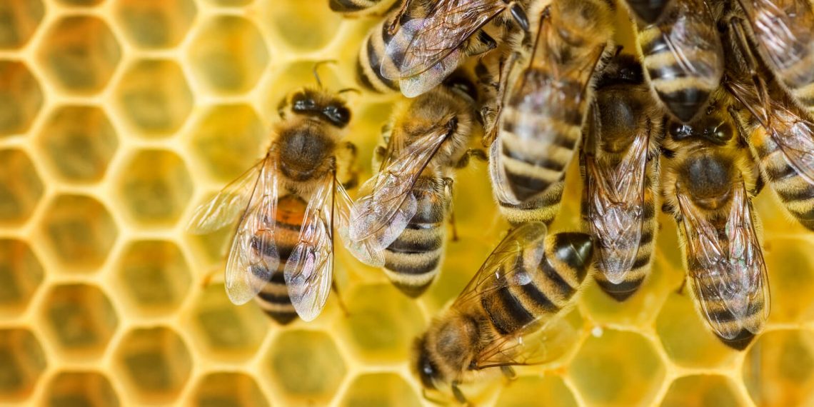 How small hive beetles trick bees into feeding them