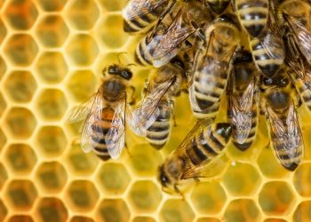 How small hive beetles trick bees into feeding them