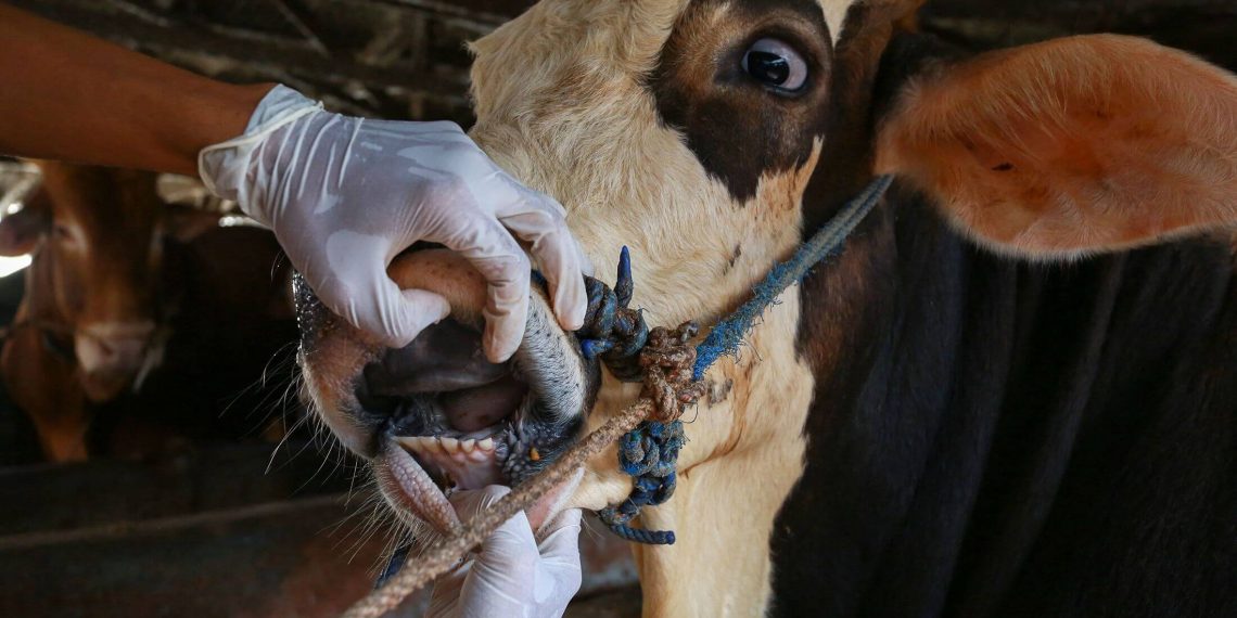 The threat of foot and mouth disease still present in the Northern Cape