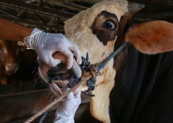 The threat of foot and mouth disease still present in the Northern Cape