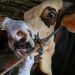 The threat of foot and mouth disease still present in the Northern Cape