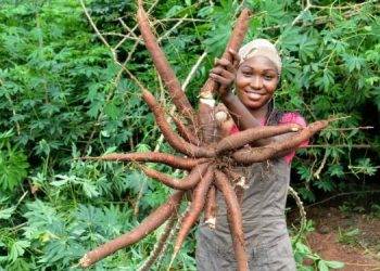 African cassava genome breakthrough