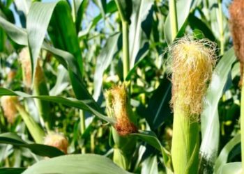 Unprecedented rainfalls nearly scuppered 2021-22 maize harvesting season