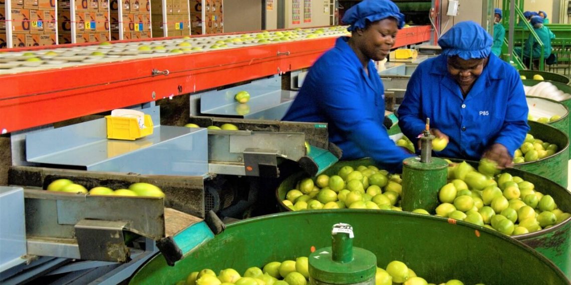 Timely government intervention saves citrus farmers from financial woes