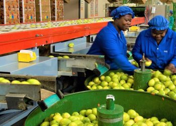 Timely government intervention saves citrus farmers from financial woes
