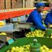 Timely government intervention saves citrus farmers from financial woes