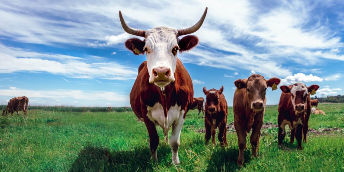 Relief for livestock farmers as minister lifts ban on cattle movement