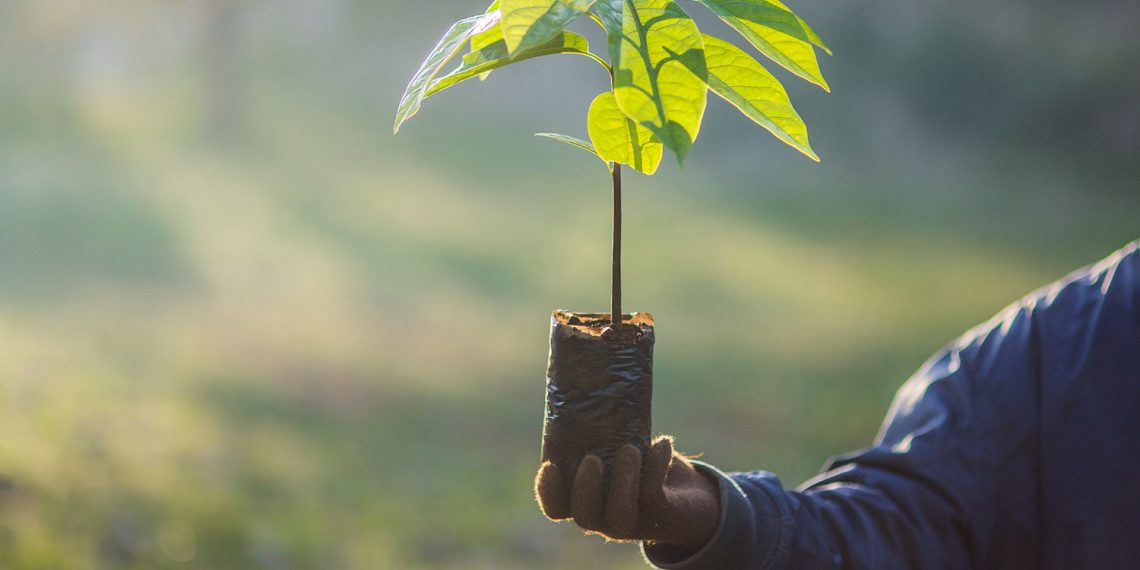 Trees as Global Saviours - Debate Continues