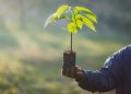 Trees as Global Saviours - Debate Continues