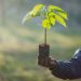 Trees as Global Saviours - Debate Continues