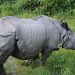 Partnerships is vital in protecting South Africa’s rhino population, says minister Creecy