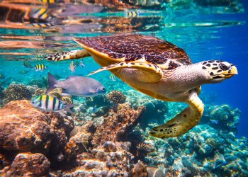 Revised National List of Threatened Ecosystems Published