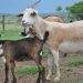 A goat project launched to assist communities to be economically self-reliant