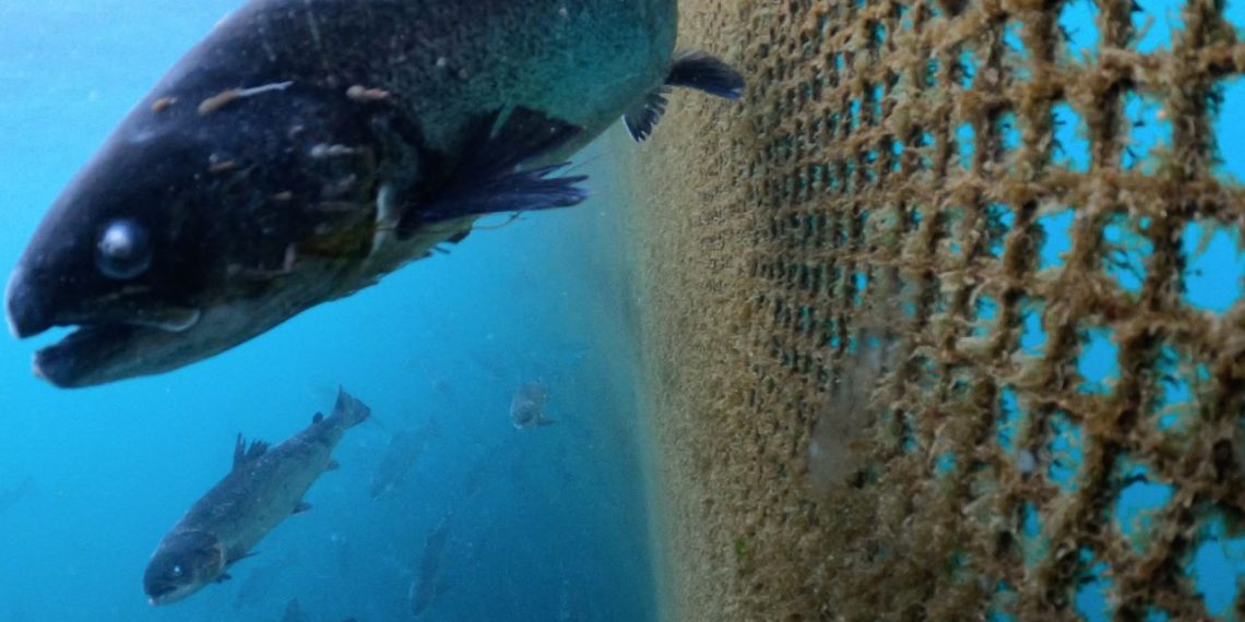 Improving animal welfare key to sustainable aquaculture, a pioneering new report argues.