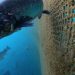 Improving animal welfare key to sustainable aquaculture, a pioneering new report argues.