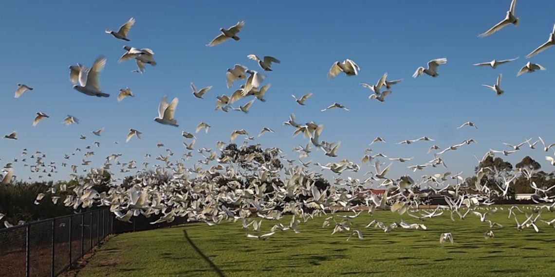 Deploying latest technologies to protect cereal farmers against pest birds