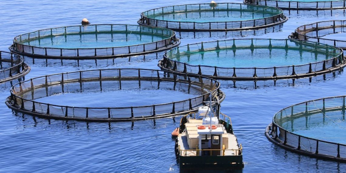 A new study calls for an urgent fish welfare legislation