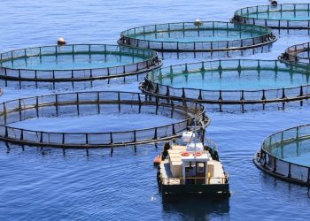 A new study calls for an urgent fish welfare legislation