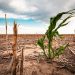 How Climate Change Could Impact African Agriculture