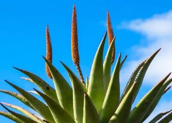 Indigenous succulent aloe plant shows signs that it can kill malaria parasites, study