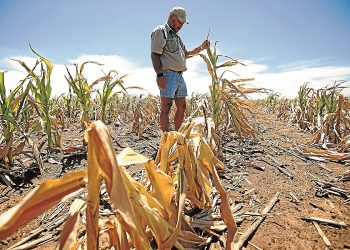 Persistent and severe drought ravages crops and livestock in Namibia