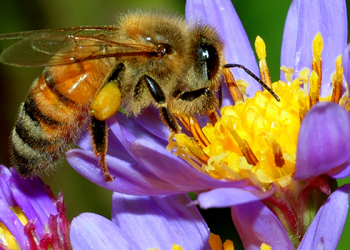 “Bee”ware that without pollinators there would be no food