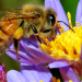 “Bee”ware that without pollinators there would be no food